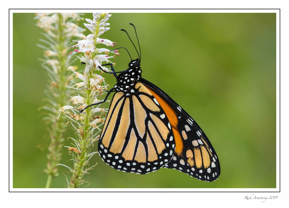 monarch butterfly 1.jpg